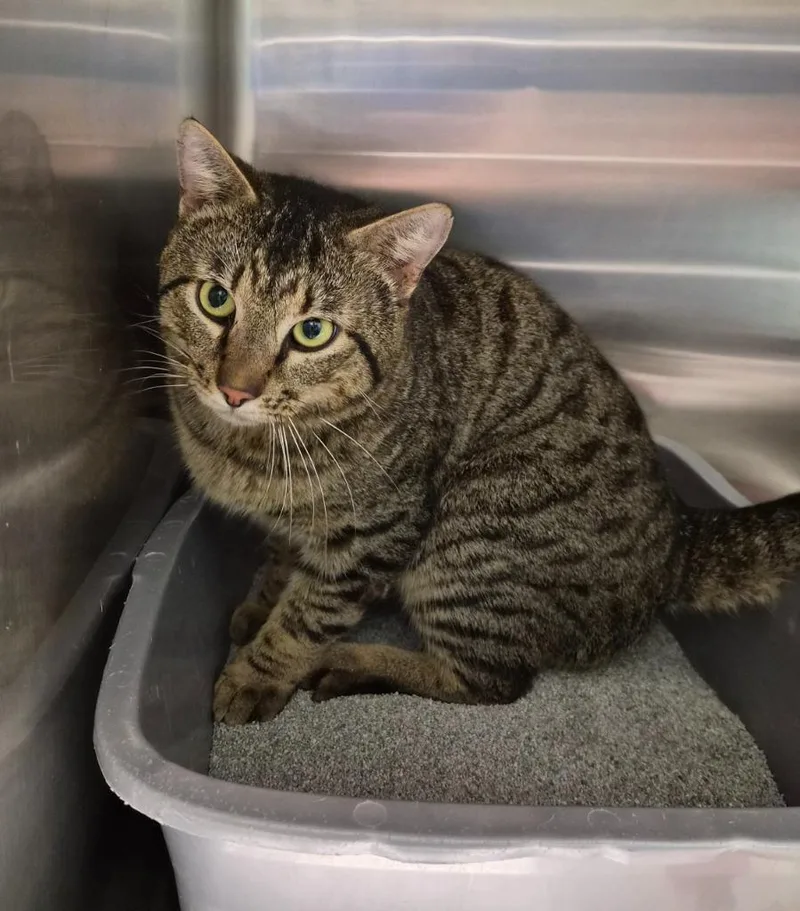 A young medium-sized male Domestic Short Hair cat named Engine for adoption in Athens, TN