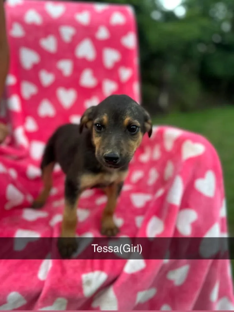 Tessa
