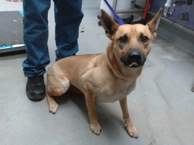 An adult medium-sized female German Shepherd Dog dog named Star for adoption in Albuquerque, NM