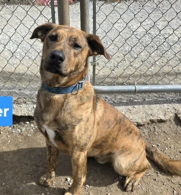A young medium-sized male Labrador Retriever dog named Tigs for adoption in Lees Summit, MO