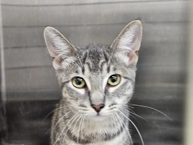 A young medium-sized female Domestic Short Hair cat named Minina for adoption in Los Angeles, CA