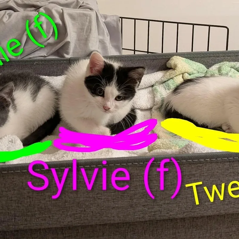 Sylvie thumbnail 2