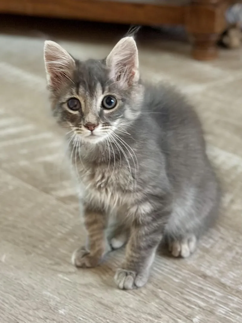 A baby medium-sized male Gray & White Domestic Long Hair cat named Hawkeye for adoption in Suffolk, VA