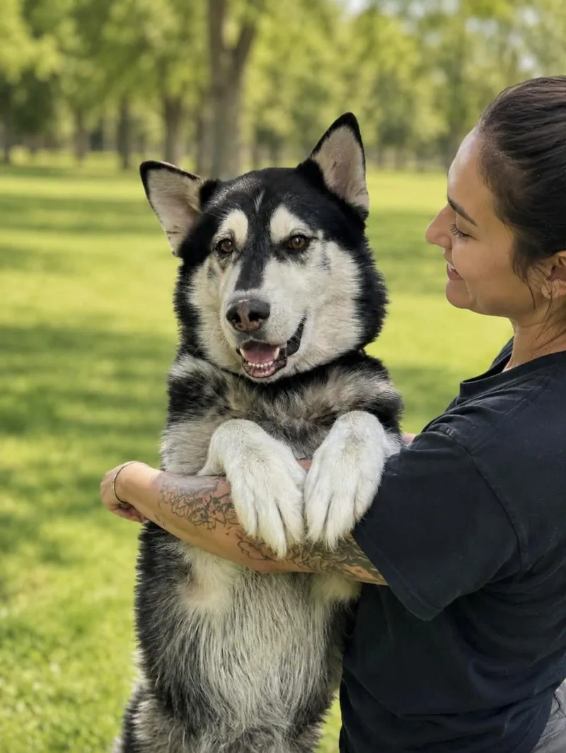 Max Husky thumbnail 4