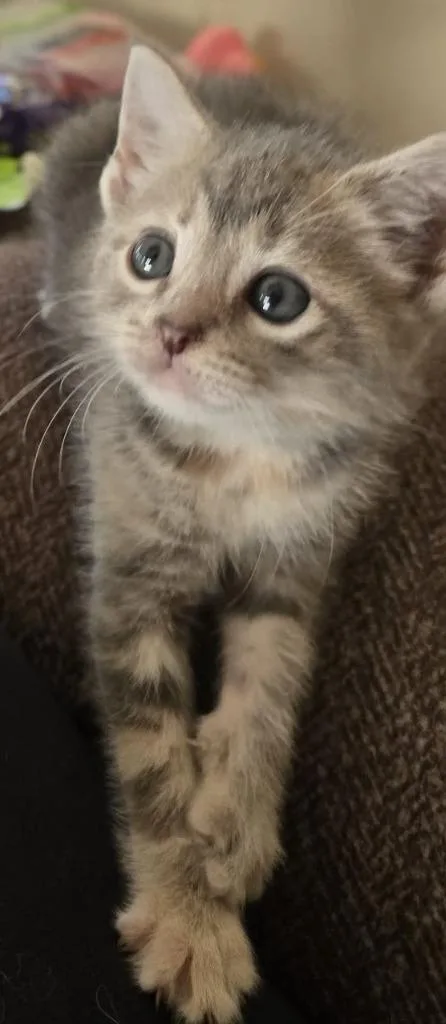 A baby small-sized female Domestic Short Hair cat named Princess Donut for adoption in Richmond, IN