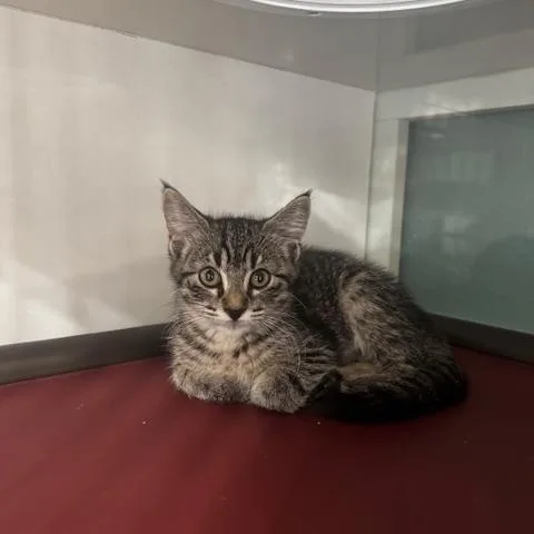 A baby small-sized female Tabby (Brown / Chocolate) Domestic Short Hair cat named Chai  Cortado and for adoption in Hutchinson, MN