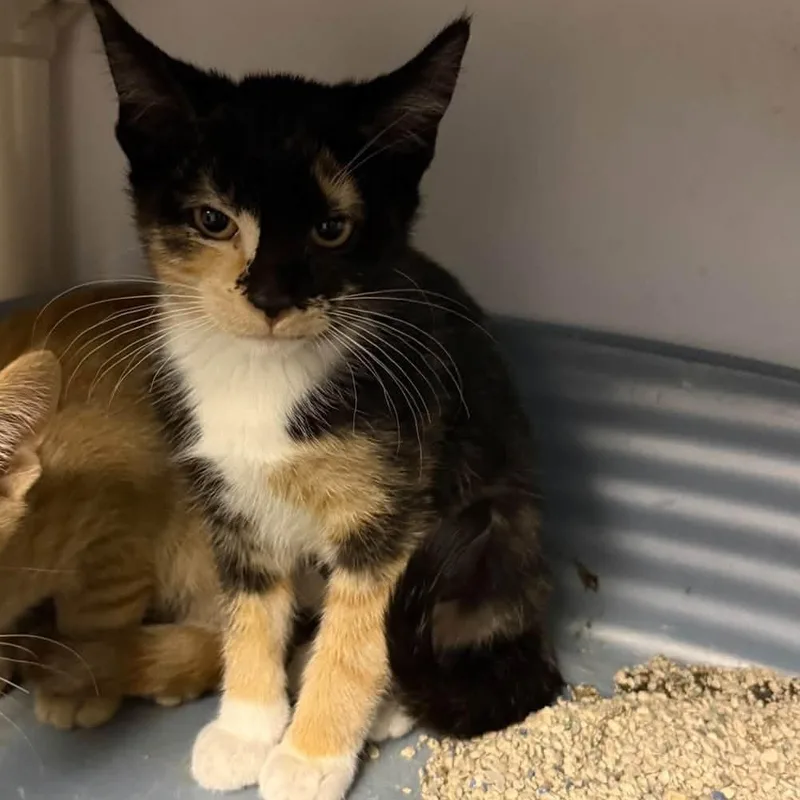 A baby medium-sized female Calico cat named Bianca for adoption in Wyandotte, MI