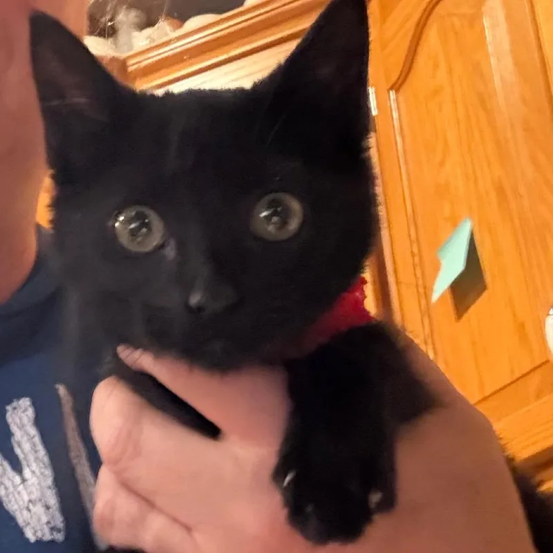 A baby small-sized female Black Domestic Short Hair cat named Rogue for adoption in Granby, MO