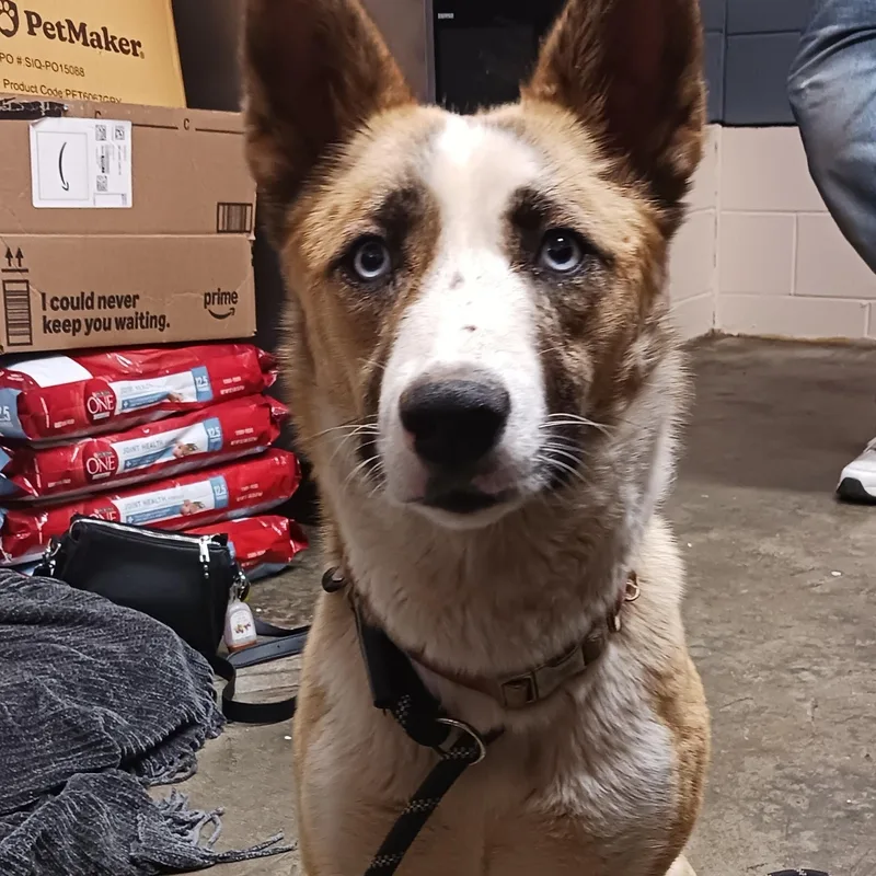 A young medium-sized female Cattle Dog dog named Lady for adoption in Saint Marys, WV