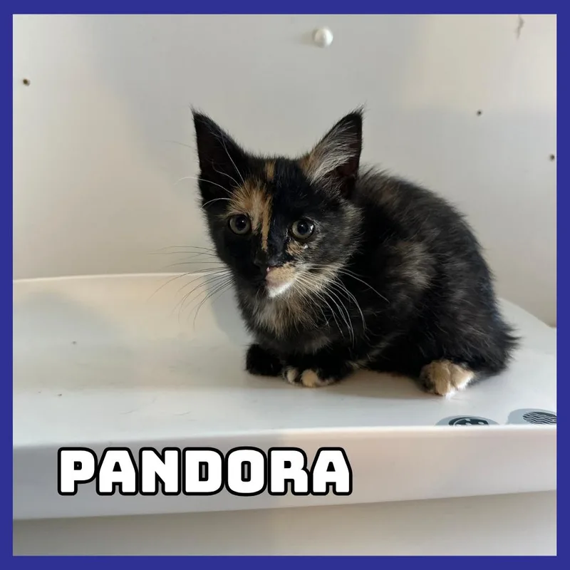 Pandora