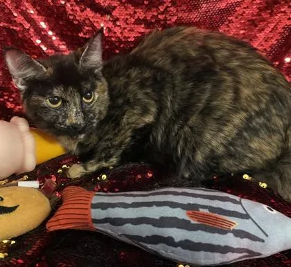 An adult medium-sized female Domestic Short Hair cat named Cali for adoption in Conway, SC
