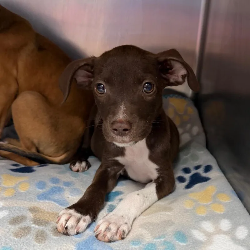 A baby small-sized female Labrador Retriever dog named Velma for adoption in Starkville, MS