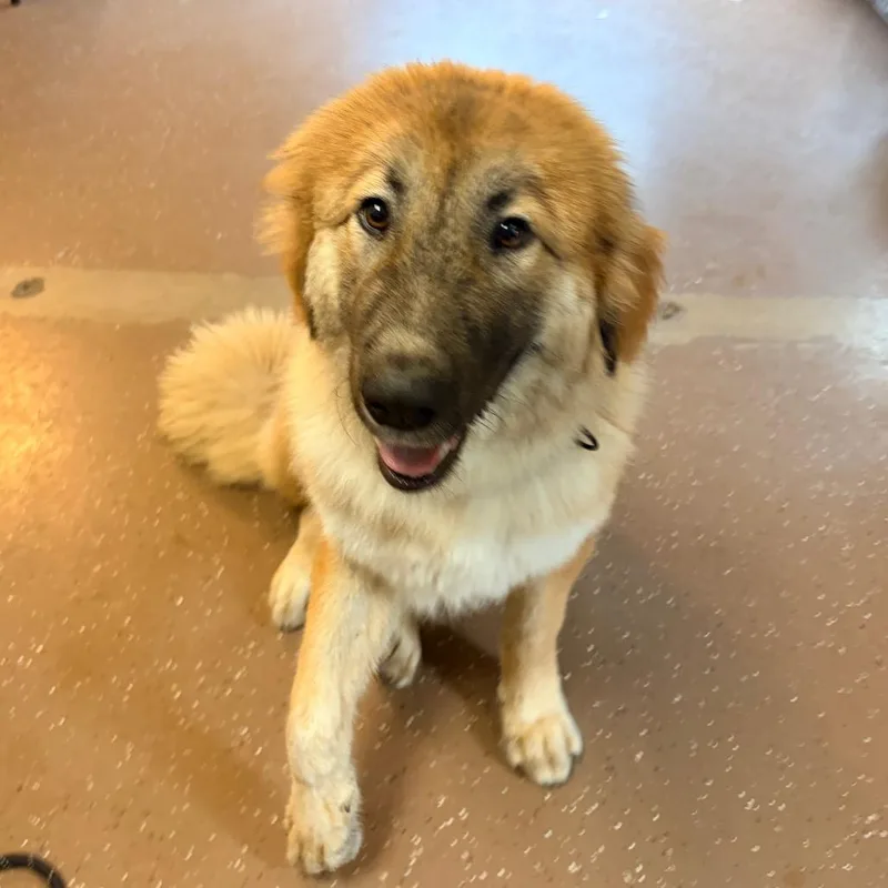 An adult large-sized female Yellow / Tan / Blond / Fawn Shepherd dog named Bali for adoption in Belleville, IL