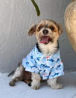 A senior small-sized male Bicolor Yorkshire Terrier dog named Olipop for adoption in Miami, FL
