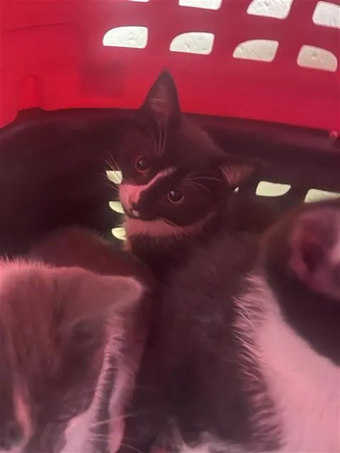 A baby small-sized female Domestic Short Hair cat named Videl for adoption in Sacramento, CA