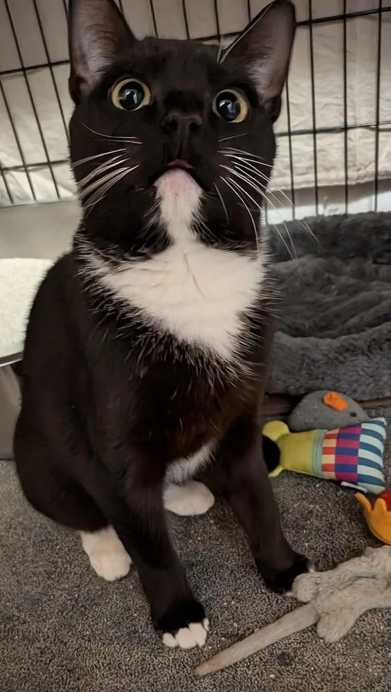 An adult medium-sized female Black & White / Tuxedo Domestic Short Hair cat named Cherry for adoption in Duxbury, MA