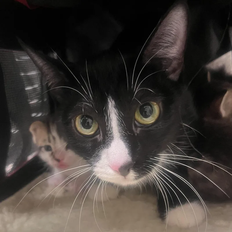 An adult medium-sized female Black Domestic Medium Hair cat named Estrella for adoption in Philadelphia, PA