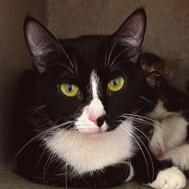 Estrella thumbnail 2