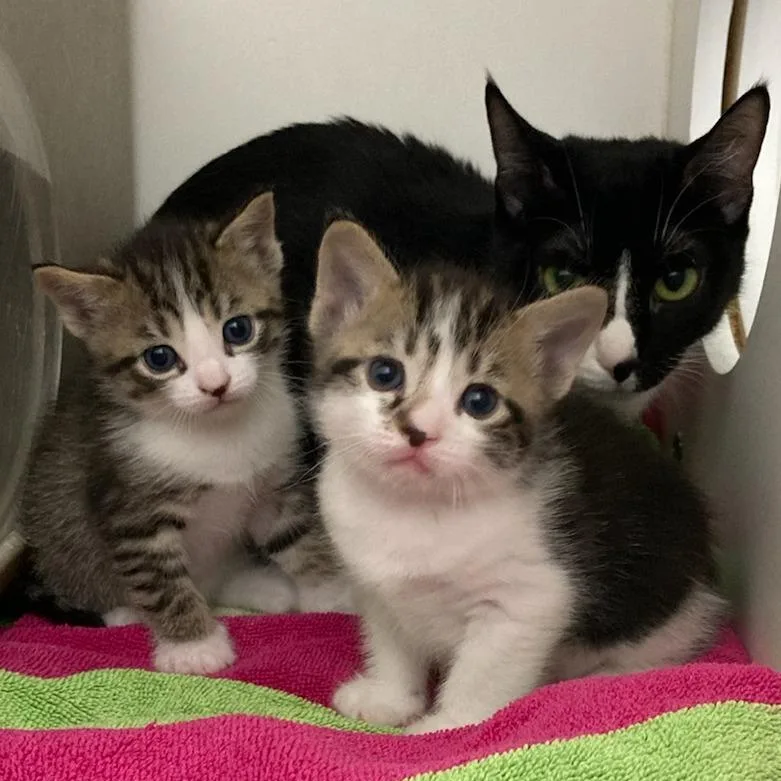 Estrella thumbnail 3