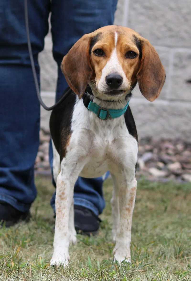 An adult small-sized female Beagle dog named Dixie for adoption in Portage, WI