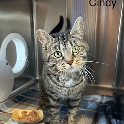 Cindy