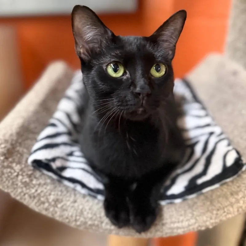 A young medium-sized female Black Domestic Short Hair cat named Ash for adoption in Sarasota, FL