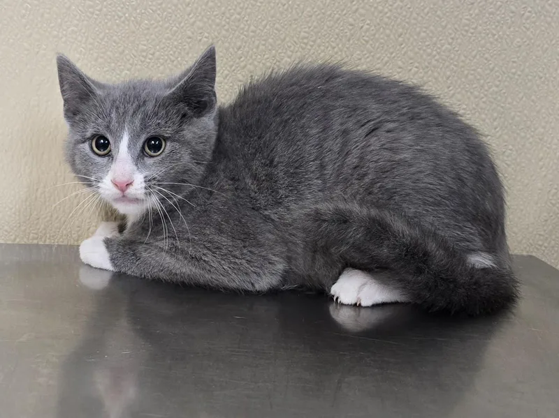 A baby medium-sized female Domestic Short Hair cat named Kissa for adoption in Brainerd, MN