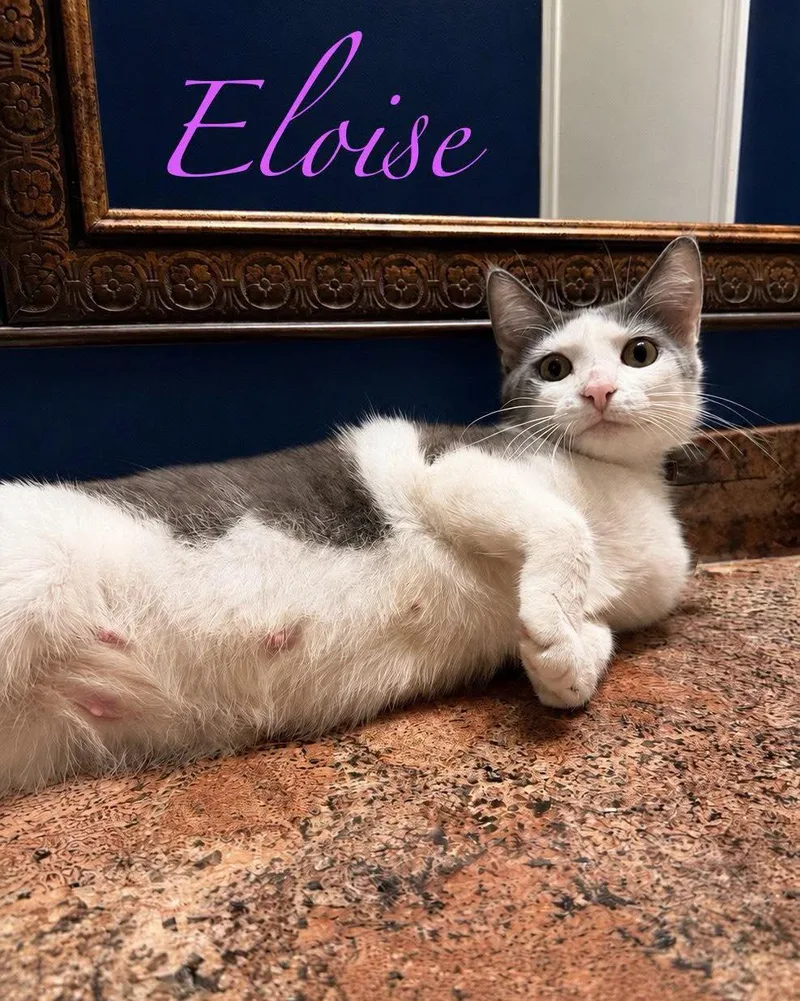 An adult medium-sized female Black & White / Tuxedo Domestic Short Hair cat named Eloise for adoption in Spring Lake, NJ