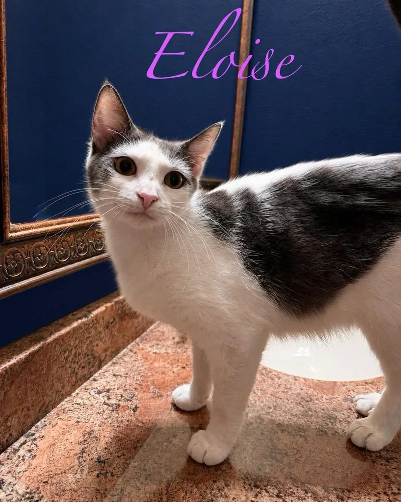 Eloise thumbnail 2