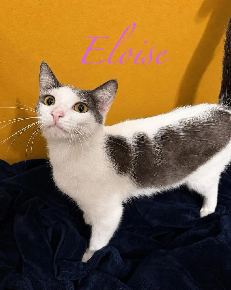 Eloise thumbnail 3