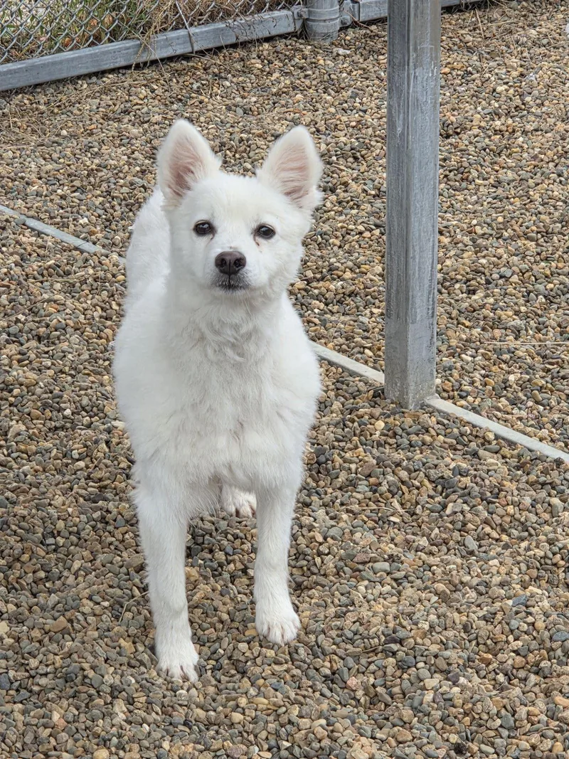 An adult small-sized male American Eskimo Dog named Leo for adoption in Iowa City, IA