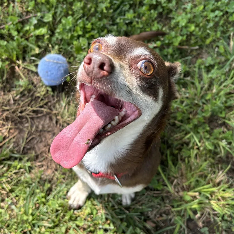 Canelo