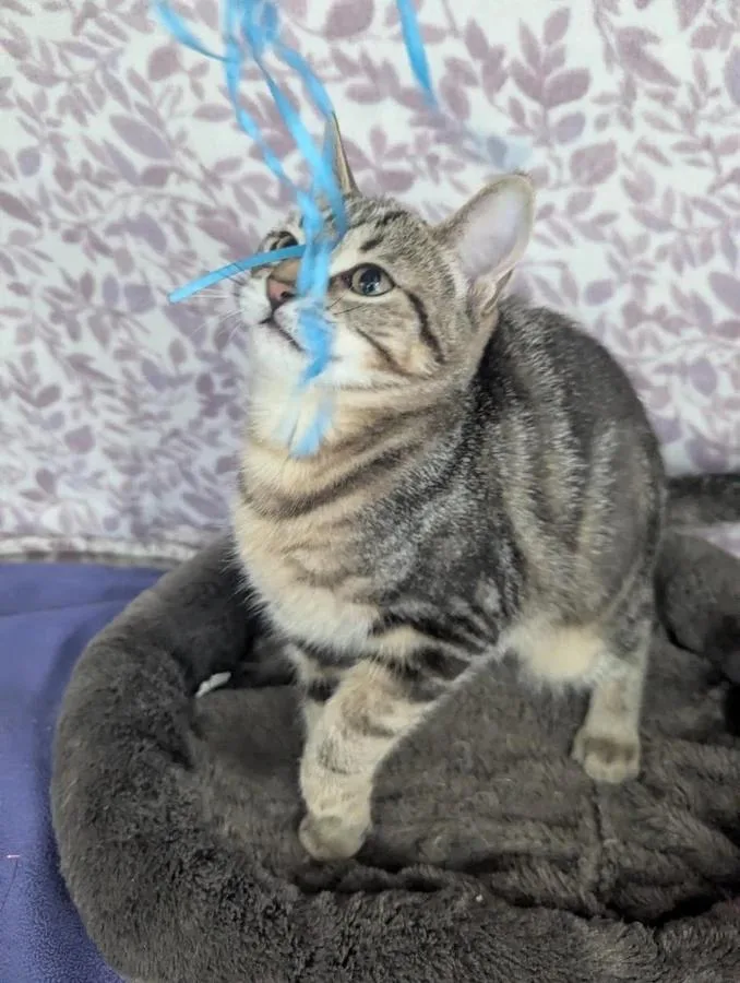 A baby small-sized female Brown / Chocolate Tabby cat named Lil' Becky for adoption in Ellijay, GA
