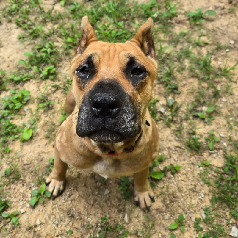 An adult large-sized female Brown / Chocolate Mixed Breed dog named Eva for adoption in Brownsboro, AL