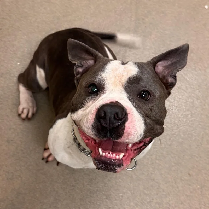 A young medium-sized male White / Cream American Bulldog dog named McGruber for adoption in Lynchburg, VA