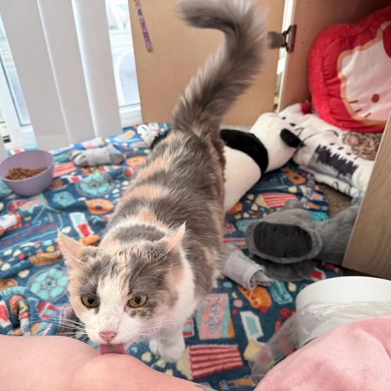 A senior large-sized female Calico Domestic Long Hair cat named Molly for adoption in Calimesa, CA