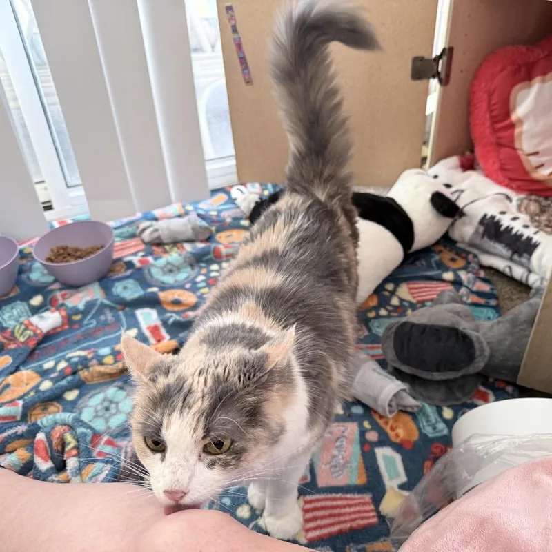 Molly thumbnail 2