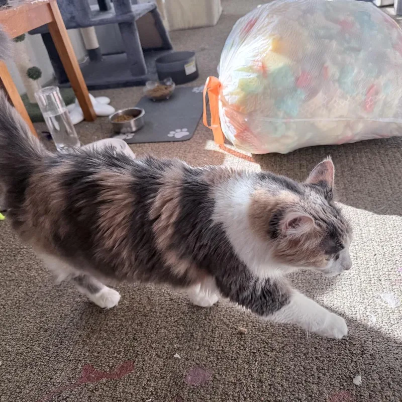 Molly thumbnail 3