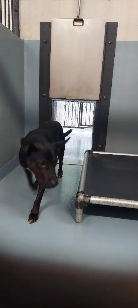 An adult large-sized male Mixed Breed dog named Smokey for adoption in Cartersville , GA