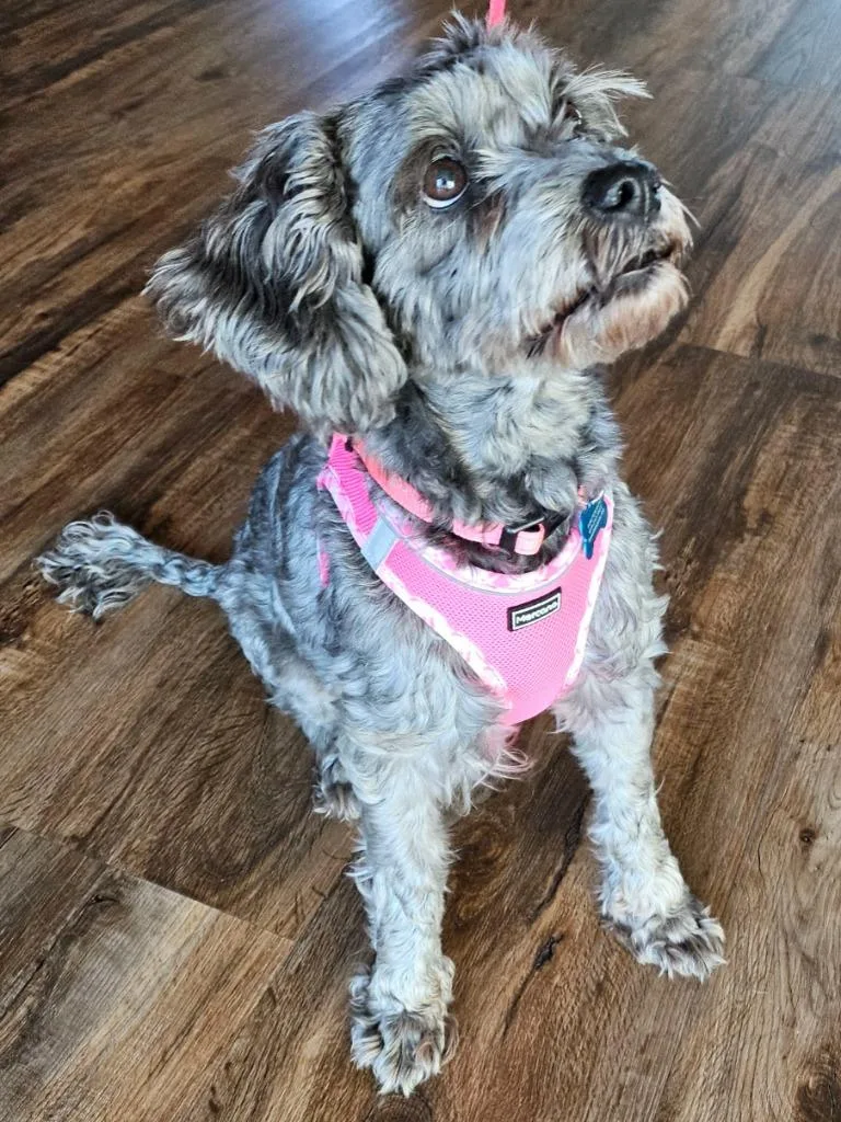 Princess thumbnail 2