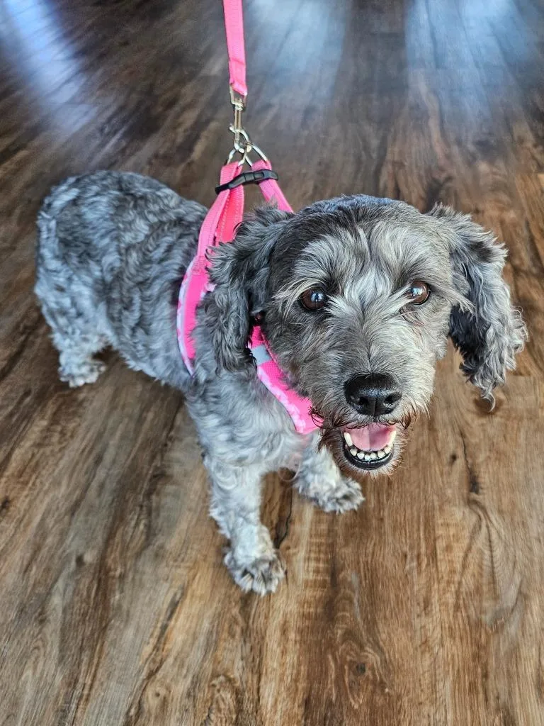 Princess thumbnail 3