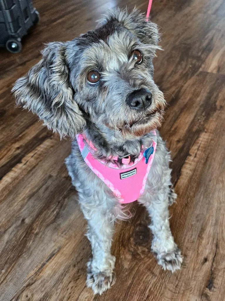 Princess thumbnail 4