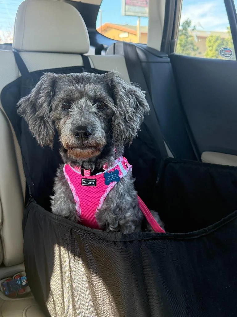 Princess thumbnail 6