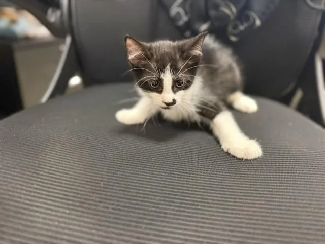 A baby small-sized male Domestic Short Hair cat named Mako for adoption in Miami, FL