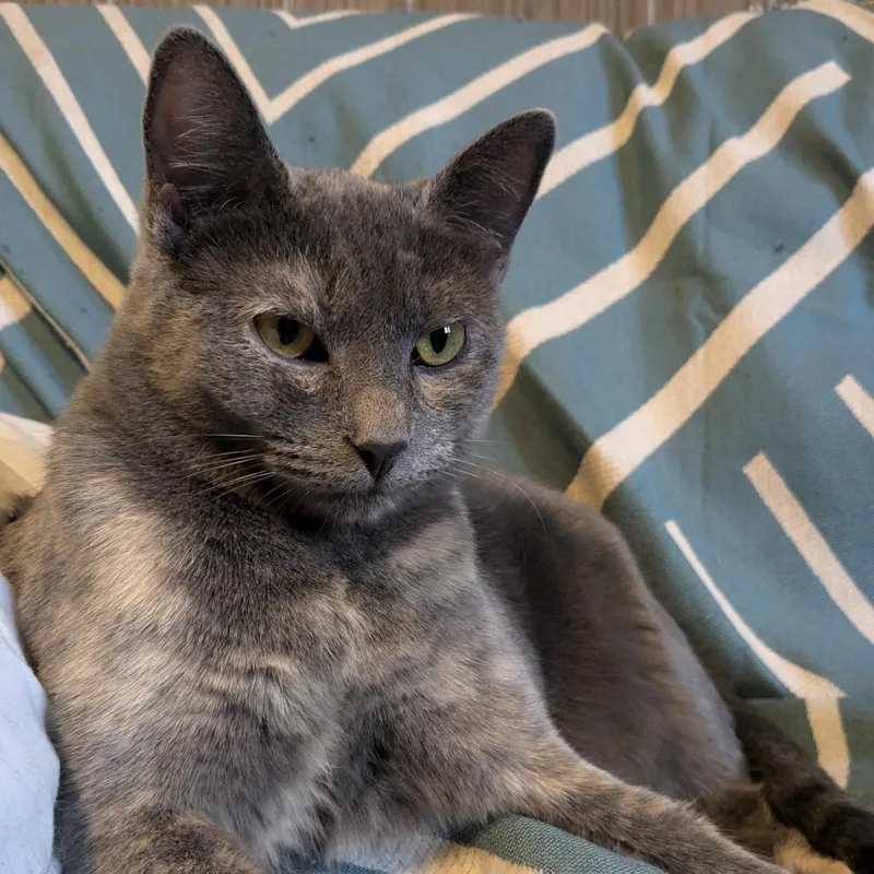 Cranberry thumbnail 2