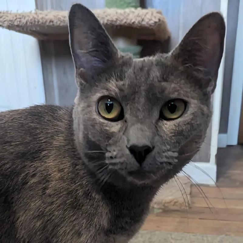 Cranberry thumbnail 3