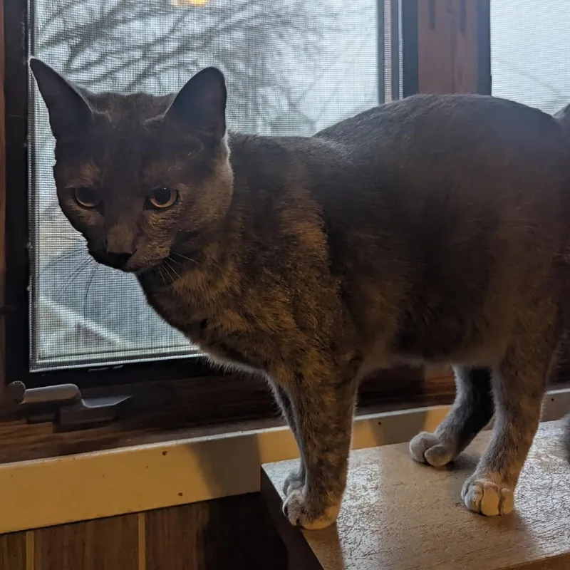 Cranberry thumbnail 6