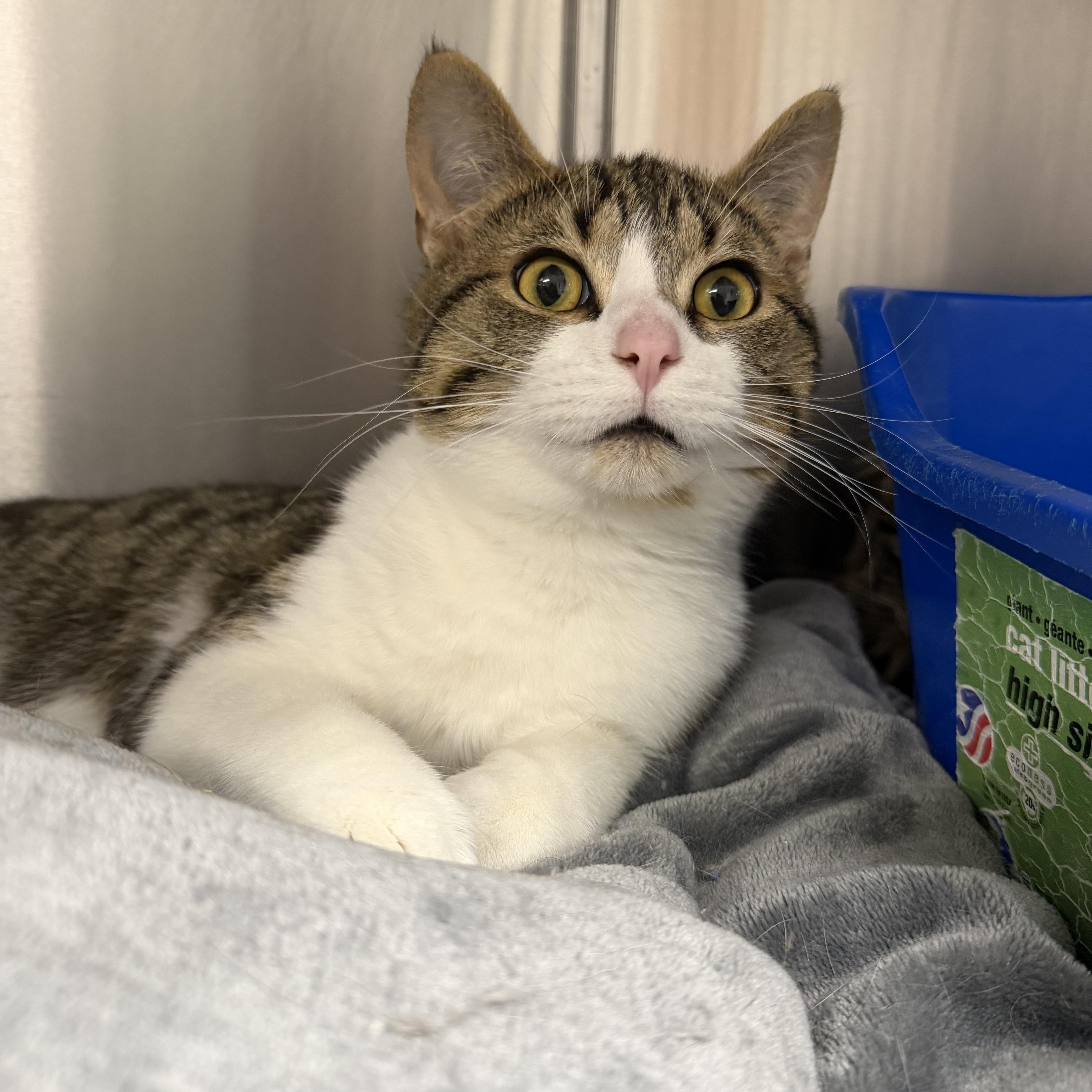 An adult medium-sized male Domestic Short Hair cat named Pickles for adoption in Mount Pleasant, MI