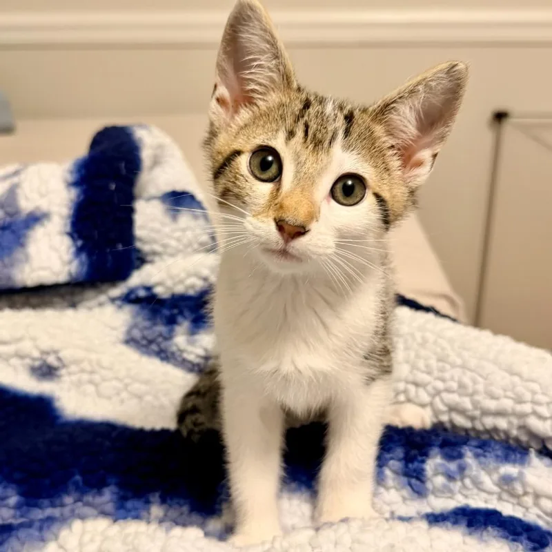 A baby small-sized male Brown / Chocolate Domestic Short Hair cat named Berez for adoption in Fredericksburg, VA