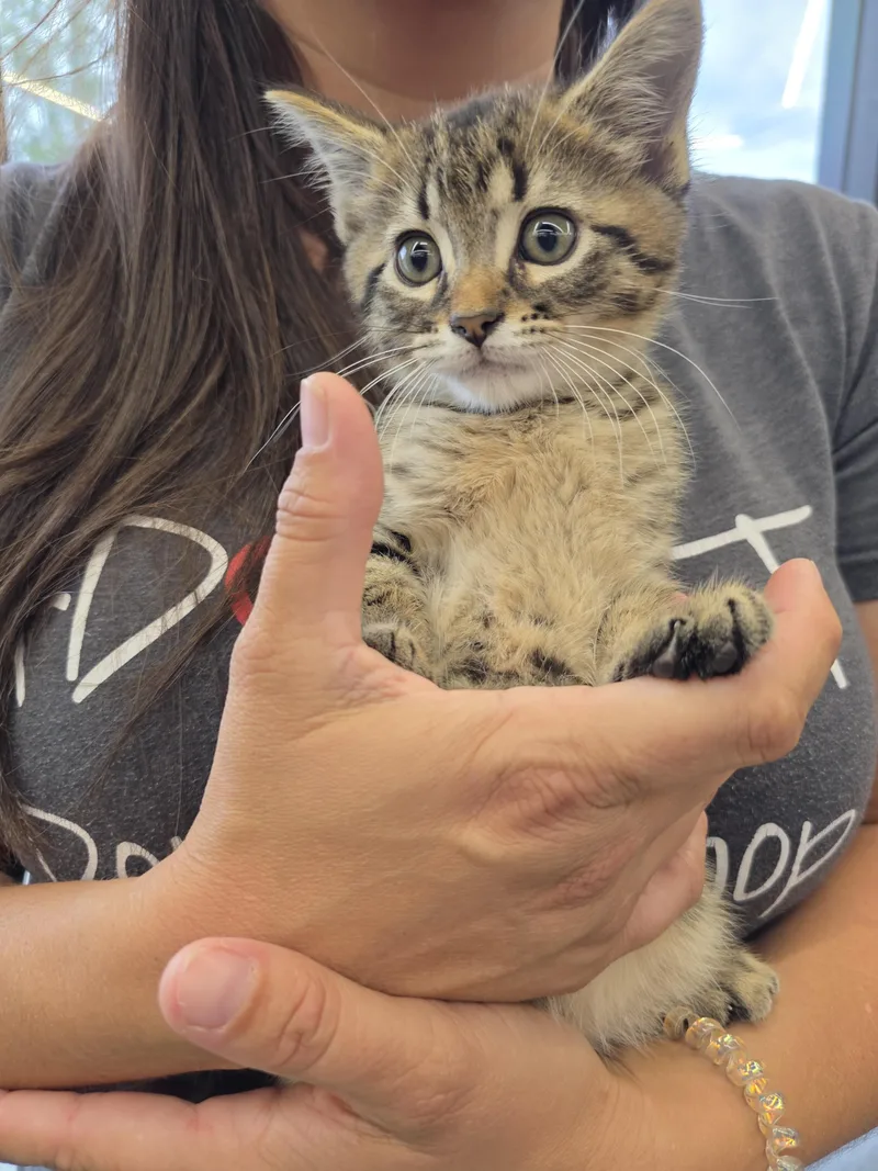 A baby medium-sized male Tabby (Brown / Chocolate) Domestic Short Hair cat named Will for adoption in Maitland, FL